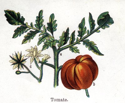 Rośliny lecznicze i spożywcze: pomidor. Grawer w „La medicine naturelle” Friedricha Eduarda Bilza (1842-1922) autorstwa Unknown artist