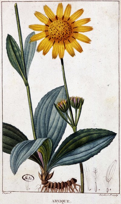 Roślina lecznicza: Arnik (lub arnika) - deska botaniczna, koniec XIX wieku. autorstwa Unknown artist