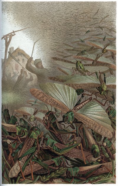 Szarańcza wędrowna - Szarańcza wędrowna (Locust migratoria) - grawer z „Życia zwierząt Brehma” autorstwa Alfreda Edmunda Brehma (1829-1884) autorstwa Unknown artist