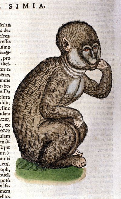 Małpa według Historii Animalium Conrada Gesnera, Tiguri 1560. Biblioteca Nazionale Braidense. Mediolan autorstwa Unknown artist