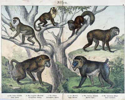 Małpy: małpy... - w „„Historie naturalne ssaków””, wyd. Schreiber autorstwa Unknown artist
