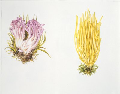 Grzyby autorstwa Unknown artist