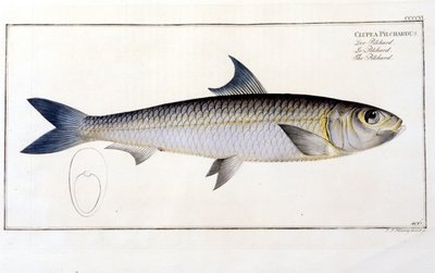 Tablica historii naturalnej: Pilchard według „Ichtiologii” Blocha. Rycina XIX wieku. autorstwa Unknown artist