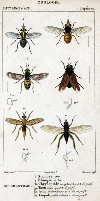 Tablica historii naturalnej. Entomologia. Rodzina muchówek. Sklerostomy: 6. Stomoks szary; 7. dziobaty rhingia; 8. Oślepiający Chryzopside; 8a. profil głowy; 9. Taon Murzyn; 9a. szef profilu; 10. Azyl Craboniforme; 10 a. szef profilu; 11. Emboidalne owłosi autorstwa Unknown artist
