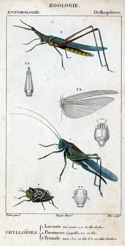 Tablica historii naturalnej. Entomologia. Rodzina ortopterów. Grylloides: 1. Szarańcza bardzo zielona. 1.a. przednia głowa; 2. Pneumore ma kubki smakowe; 2.a. jego głowa; 3. Truksal Nasu; 3.a. głowa; 3.b. rozszerzone skrzydła. autorstwa Unknown artist