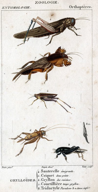 Tablica historii naturalnej. Entomologia. Rodzina ortopterów. Grylloides: 4. Emigrujący konik polny; 5. Konik polny dwa punkty; 6. Gryllon z kuchni; 7. Rosół z kretów Gryllon; 8. Paradoks tridaktylowy; 8a. dolny stęp. autorstwa Unknown artist
