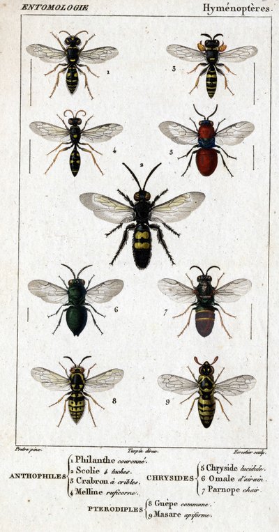 Tablica historii naturalnej. Entomologia. Rodzina błonkoskrzydłych. Antofile: 1. Korona filanty; 2. Scoile 4 miejsca; 3. Kraron przesiewowy; 4 Ruficorn Melline. Chryside: 5. Lucidulous Chryside; 6. Omalum mózgu; 7. Miąższ Parnope. Pterodyple: 8. wspólny ob autorstwa Unknown artist