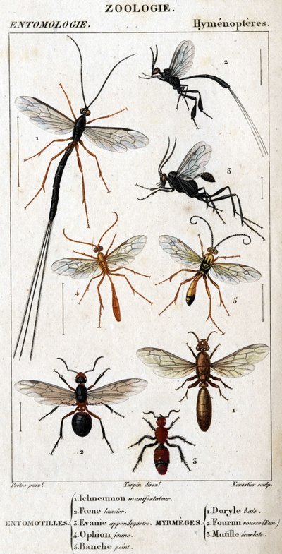 Tablica historii naturalnej. Entomologia. Rodzina błonkoskrzydłych. Entomotilles: 1. Protestujący Inchneumon; 2. lansjer Foene; 3. Evanie wyrostek robaczkowy; 4. Żółta ophion; 5. Malowane na biało. Myrmeges: 1. Zatoka Doryle; 2. Zapewnione rude (Kobieta) 3 autorstwa Unknown artist