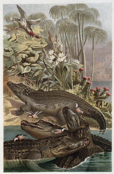 Krokodyl nilowy - Krokodyl nilowy (Crocodylus niloticus) - grawer z „„Życie zwierząt Brehma”” autorstwa Alfreda Edmunda Brehma (1829-1884) autorstwa Unknown artist