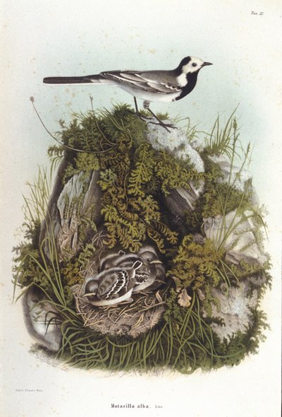 Ornitologia: szara bergeronnet (motacilla alba) w pobliżu gniazda młodych. XIX-wieczna rada zoologiczna autorstwa Unknown artist