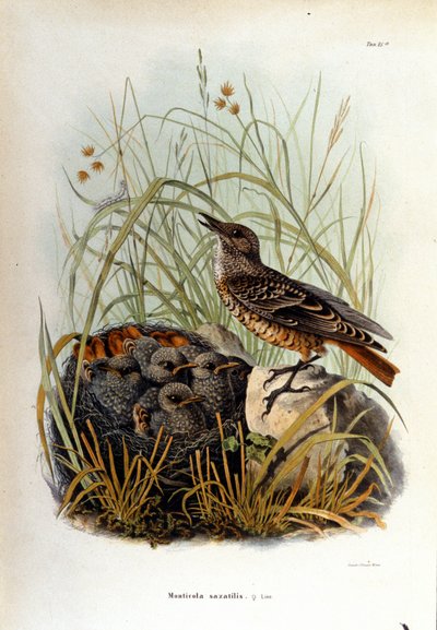 Ornitologia: monticole w pobliżu gniazda młodych. autorstwa Unknown artist
