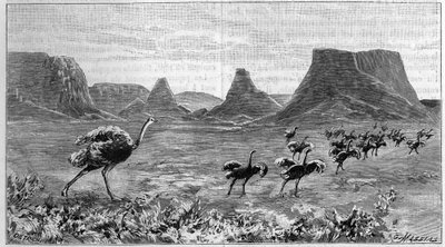 Wolne od strusia w Afryce Południowej. Rycina z 1895 roku na podstawie rysunku Lichtensteina z 1804 roku. autorstwa Unknown artist