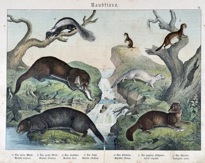 Wydry, fretki, łasice... - w „Naturalne historie ssaków”, wyd. Schreiber autorstwa Unknown artist
