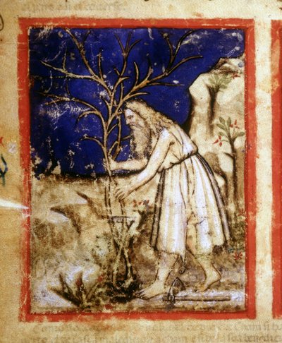 Strona rękopisu biblijnego. Życie roślinne Noego. Miniatury z kodeksu 212 (lub Kodeks Padovano lub Biblia z Padwy) 1390-1400 Rovigo, Accademia dei Concordi autorstwa Unknown artist