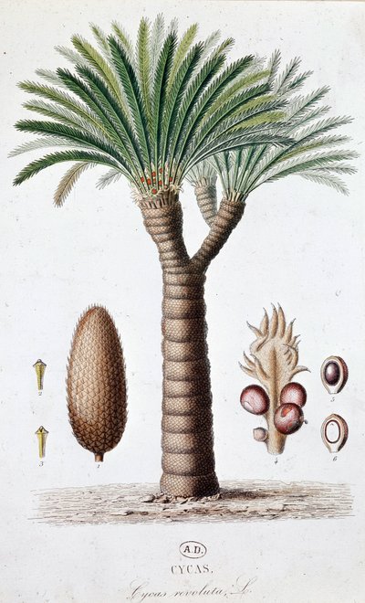 Palm Cycas Revoluta - Deska botaniczna autorstwa Unknown artist
