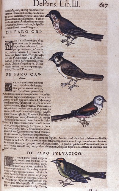 Passereaux in Historia Animalium Conrada Gesnera (1516-1565), Tiguri autorstwa Unknown artist