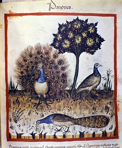 Pawie reprezentowane w „Tacuinum Sanctum” autorstwa Unknown artist