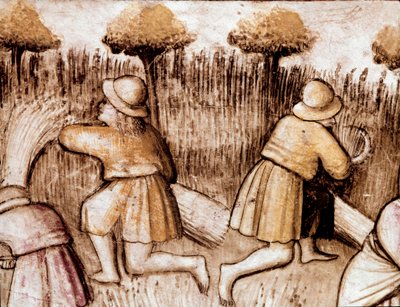 Chłopi koszący bles Miniatura z kodeksu 212 (lub Kodeks Padovano lub Biblia z Padwy) 1390-1400 Rovigo, Accademia dei Concordi autorstwa Unknown artist