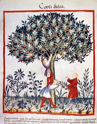 Zbieranie wiśni. Oświetlenie z doju medycyny i dietetyki „”Tacuinum sanitatis”” autorstwa Unknown artist