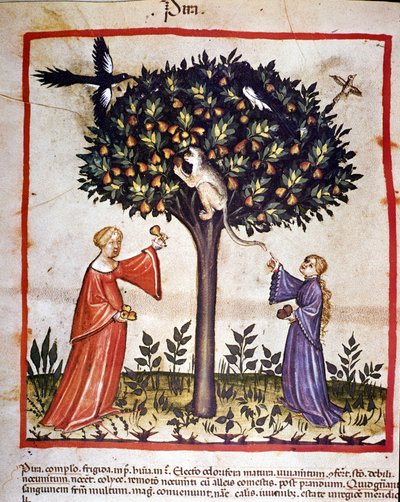 Zbieranie gruszek. Oświetlenie z doju medycyny i dietetyki „”Tacuinum sanitatis”” autorstwa Unknown artist
