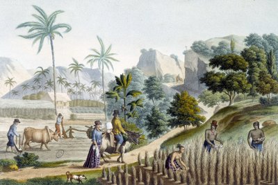 Pilling i sadzenie ryżu na wyspie Guam (Mikronezja) autorstwa Unknown artist