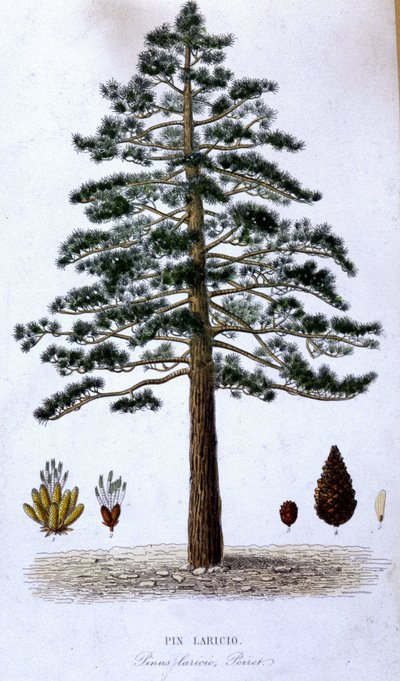 Pin Laricio - tablica botaniczna autorstwa Unknown artist
