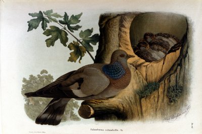 Tabliczka przedstawiająca gołębia w pobliżu gniazda. autorstwa Unknown artist