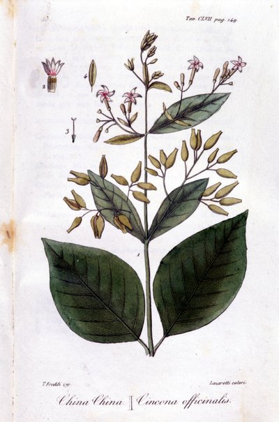 Talerz Quinquina (Cinchona Officinalis). autorstwa Unknown artist