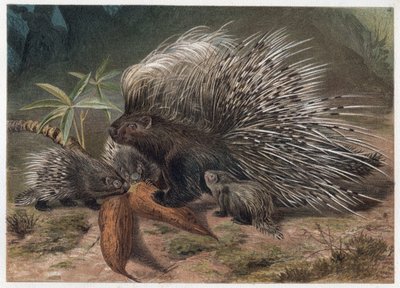 Wieprzowina epicka a kreta (porc-epic) - Jeżozwierz czubaty (Hystrix cristata) - grawer z „„Życie zwierząt Brehma”” Alfreda Edmunda Brehma (1829-1884) autorstwa Unknown artist