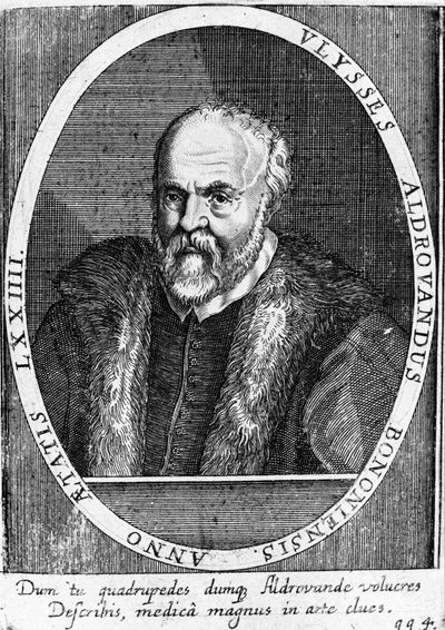 Portret Ulisse Aldrovandi (1522 - 1605?). autorstwa Unknown artist