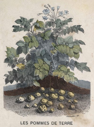 Ziemniaki. Ilustracja z XIX wieku. Kolekcja Bianchetti. autorstwa Unknown artist
