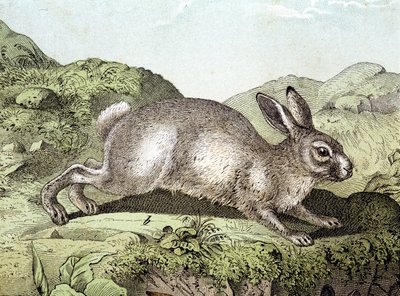 Królik - w „Historii naturalnej ssaków”, wyd. Schreiber autorstwa Unknown artist
