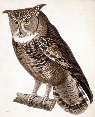 Raptor: sowa afrykańska. Grawerowanie z XIX wieku autorstwa Unknown artist