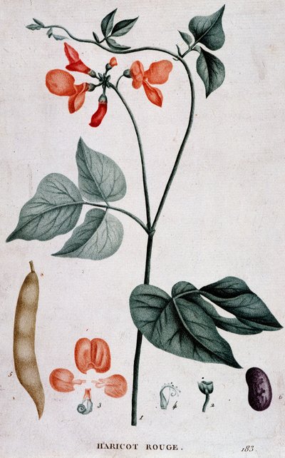 Czerwona Fasola, Tablica Botaniczna autorstwa Unknown artist