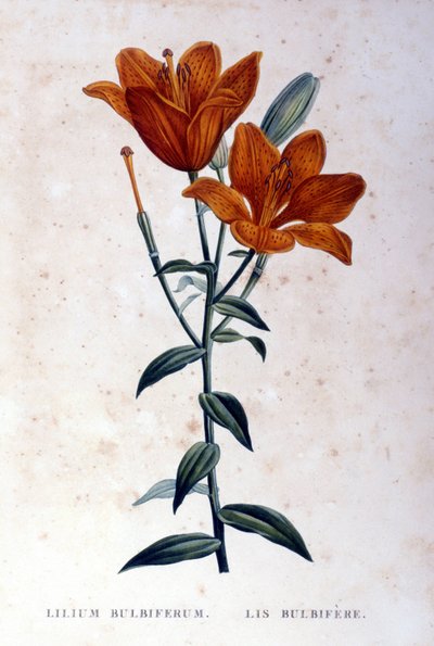 Czerwona lilia cebulkowata. Grawerowanie z XIX wieku. autorstwa Unknown artist
