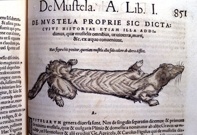 Przedstawienie muszelli (rodziny łasicowatych) spokrewnionej z łasicą - w Historia Animalium Conrada Gesnera (1516 - 1565), Tiguri autorstwa Unknown artist