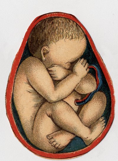 Reprezentacja macicy z ciążą. „Nowy naturalny lek”” autorstwa F.E. Bilz.1898. autorstwa Unknown artist