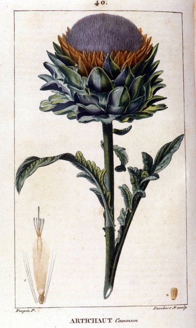 Reprezentacja karczocha pospolitego. Tablica botaniczna. 19 wiek. autorstwa Unknown artist
