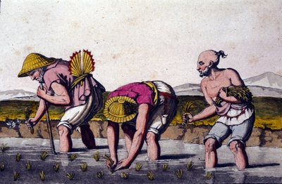 Uprawa ryżu w Chinach. Druk z XIX wieku. autorstwa Unknown artist