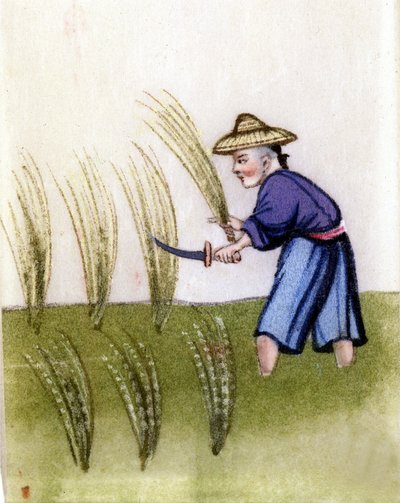 Uprawa ryżu w Chinach. Malowanie na papierze ryżowym. w Mediolanie. autorstwa Unknown artist