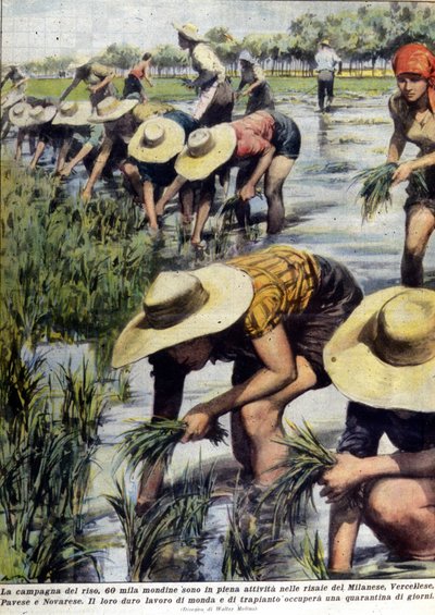 Przesadzenie ryżu w okolicach Mediolanu w 1954 roku. autorstwa Unknown artist