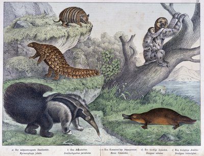 Gryzoń: Tatou, leniwy, mrówka - w „„Historie naturalne ssaków””, wyd. Schreiber autorstwa Unknown artist