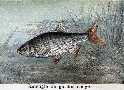 Rotengle lub czerwona płoć Grawerowanie z 1898 r. autorstwa Unknown artist