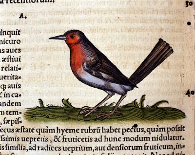Rouge wg Historia Animalium Conrada Gesnera, Tiguri 1560. Biblioteca Nazionale Braidense. Mediolan autorstwa Unknown artist