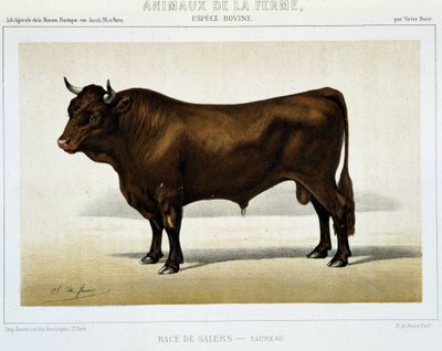 Salers Rasa Byk - w „Zwierzętach Gospodarskich”” autorstwa Unknown artist