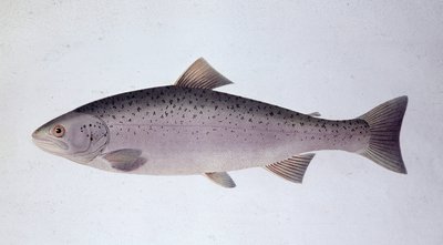 Pstrąg łososiowy - Tablica historii naturalnej autorstwa Unknown artist