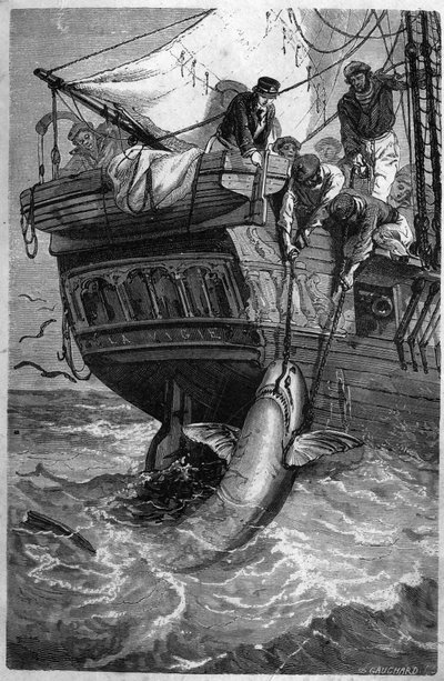 Połów rekinów. (Pesca allo squalo) XIX-wieczne grawerowanie. Prywatna kolekcja. autorstwa Unknown artist