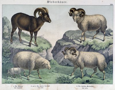 Owce: Owce, barany, koziorożce - w „Histoires naturelles des ssaki””, wyd. Schreiber autorstwa Unknown artist