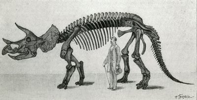 Szkielet Triceratopsa prorsusa autorstwa Unknown artist