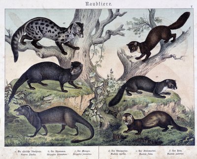 Małe karuzele. w „Naturalne historie ssaków”, wyd. Schreiber autorstwa Unknown artist